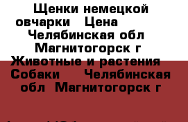  Щенки немецкой овчарки › Цена ­ 6 000 - Челябинская обл., Магнитогорск г. Животные и растения » Собаки   . Челябинская обл.,Магнитогорск г.